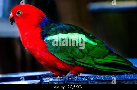 Rotblau Weibchen Eclectus Papagei Nahaufnahme Eingeborener Salomonen, Neuguinea Stockfoto