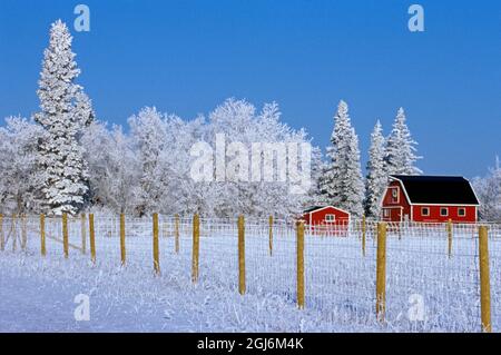 Kanada, Manitoba, Oakbank. Rote Scheunen im Winter mit Reif auf Bäumen. Kredit als: Mike Grandmaison / Jaynes Gallery / DanitaDelimont. com Stockfoto