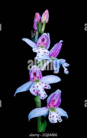Kanada, Manitoba, Sandilands Provincial Forest. Kleine Rundblättrige Orchidee aus der Nähe. Stockfoto