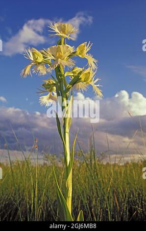 Kanada, Manitoba, Hochgras-Hochgrasschutzgebiet. Westliche Prärie umsäumte Orchideenblüten. Stockfoto