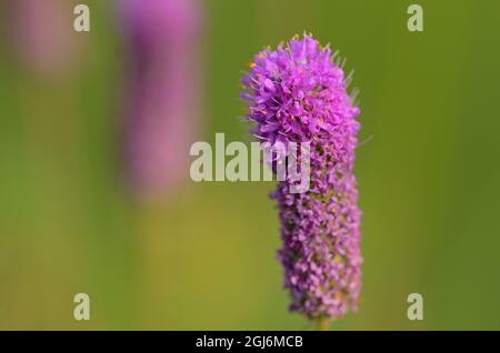 Kanada, Manitoba, Winnipeg. Nahaufnahme des violetten Prärieklees. Stockfoto