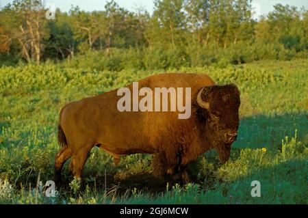 Kanada, Manitoba, Riding Mountain National Park. Nahaufnahme von männlichen amerikanischen Plains Bison. Stockfoto