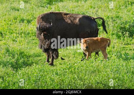 Kanada, Manitoba, Riding Mountain National Park. American Plains Bison weiblich und Kalb. Stockfoto