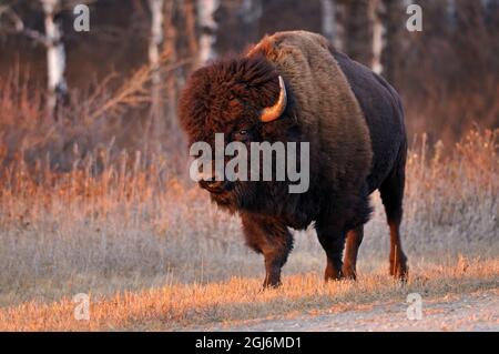 Kanada, Manitoba, Riding Mountain National Park. Nahaufnahme von männlichen amerikanischen Plains Bison. Stockfoto