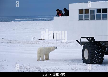 Kanada, Manitoba, Churchill. Touristen im Tundra-Buggy beobachten den Eisbären. Stockfoto