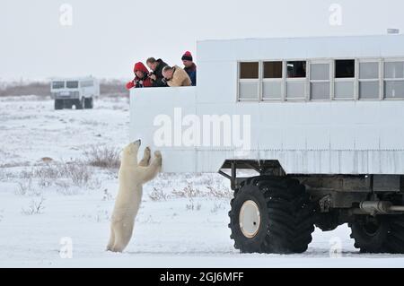 Kanada, Manitoba, Churchill. Touristen im Tundra-Buggy beobachten den Eisbären. Stockfoto