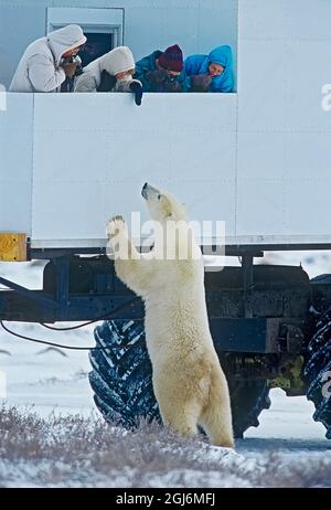 Kanada, Manitoba, Churchill. Touristen im Tundra-Buggy beobachten den Eisbären. Stockfoto