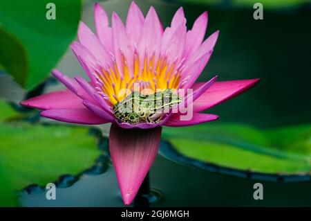 Kanada, Manitoba, Winnipeg. Nördlicher Leopardenfrosch in Seerosenblüte. Stockfoto