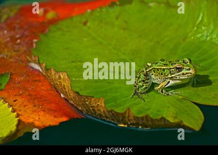 Kanada, Manitoba, Winnipeg. Nördlicher Leopardenfrosch auf Seerosenunterlage im Teich. Stockfoto