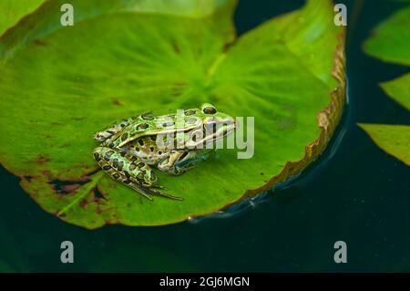 Kanada, Manitoba, Winnipeg. Nördlicher Leopardenfrosch auf Seerosenunterlage im Teich. Stockfoto