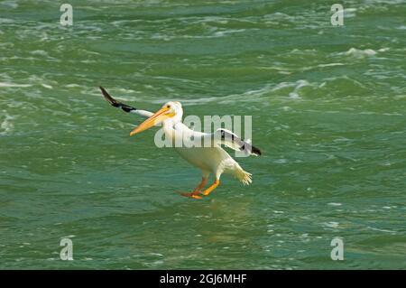 Kanada, Manitoba, Fairford. Amerikanische weiße Pelikane landen auf dem Fairford River. Stockfoto