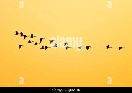 Kanada, Manitoba, Oak Hammock Marsh. Kanadagänse im Flug bei Sonnenuntergang. Stockfoto