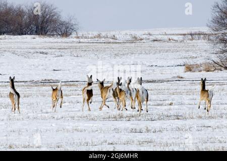 Kanada, Manitoba, Souris. Weißschwanzhirsche auf der Flucht im Winterfeld. Stockfoto