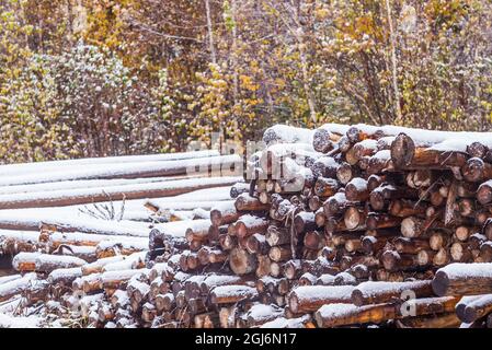 Kanada, New Brunswick, Miramichi River Valley, Upper Blackville. Baumstämme unter Schnee. Stockfoto