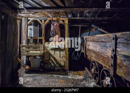 Kanada, Nova Scotia, Glace Bay, Cape Breton Bergleute Museum, Coal Mining Museum, Display mit Pferd im untertägigen Bergbau verwendet Stockfoto