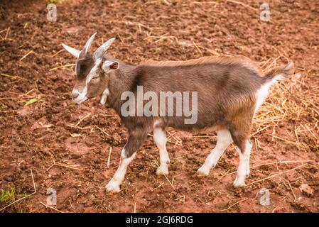 Kanada, Prince Edward Island, Orwell. Ziege. Stockfoto