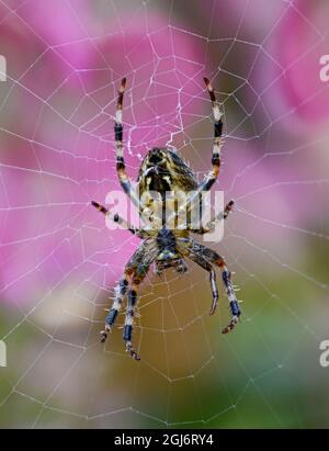 Unterseite Ansicht einer weiblichen europäischen Gartenspinne (Araneus diadematus), während sie regungslos darauf wartet, dass ihre ungeaufsichtigte Beute im Netz gefangen wird. Stockfoto