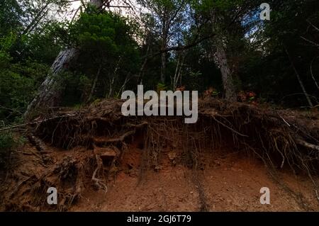 Kiefernbaum Landschaft Unterirdisches Wurzelsystem Stockfoto