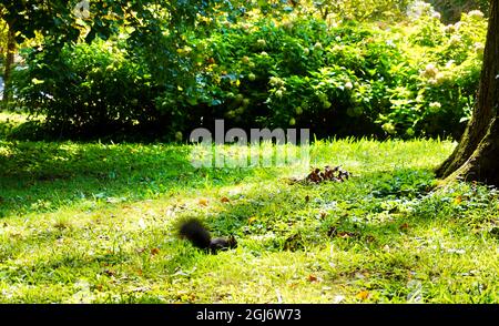 Ein niedliches, flauschiges Eichhörnchen sitzt auf seinen Hinterbeinen in einem grünen öffentlichen Park und hält neugierig eine kleine Nuss im warmen, gesprenkelten Schatten eines Sommerbaums Stockfoto