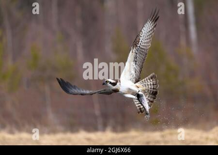 Finnland, Kuusamo, Nordösterbotten, Fischadler, Pandoin haliaetus. Ein Fischadler fängt einen Fisch in einem lokalen Teich und fliegt mit ihm davon. Stockfoto