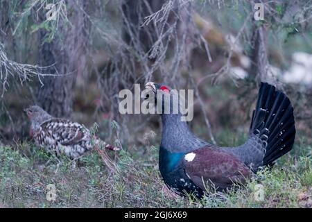 Finnland, Nordösterbothnien, Kuusamo, westlicher Auerhahn, Tetrao urogallus karelicus. Ein Mann zeigt und vokalisiert, während er einem Female nachgeht Stockfoto