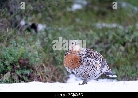 Finnland, Nordösterbothnien, Kuusamo, westlicher Auerhahn, Tetrao urogallus karelicus. Ein Weibchen zeigt seine bunten Federn. Stockfoto