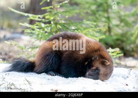 Finnland, Region Nordkarelien, Lieksa, Vielfraß, Gulo gulo. Ein Vielfraß kaut auf etwas Fleisch. Stockfoto