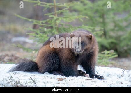 Finnland, Region Nordkarelien, Lieksa, Vielfraß, Gulo gulo. Ein Vielfraß kaut auf etwas Fleisch. Stockfoto