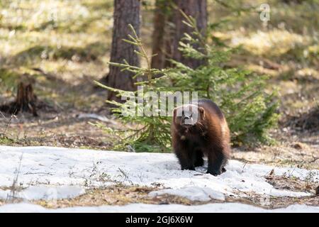 Finnland, Region Nordkarelien, Lieksa, Vielfraß, Gulo gulo. Porträt einer Vielfraß. Stockfoto