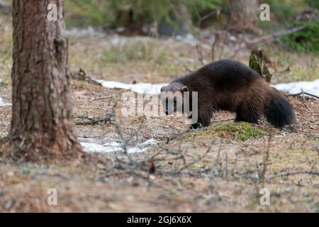 Finnland, Region Nordkarelien, Lieksa, Vielfraß, Gulo gulo. Porträt einer Vielfraß. Stockfoto