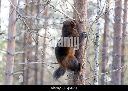 Finnland, Region Nordkarelien, Lieksa, Vielfraß, Gulo gulo. Ein Vielfraß klettert auf einen Baum. Stockfoto