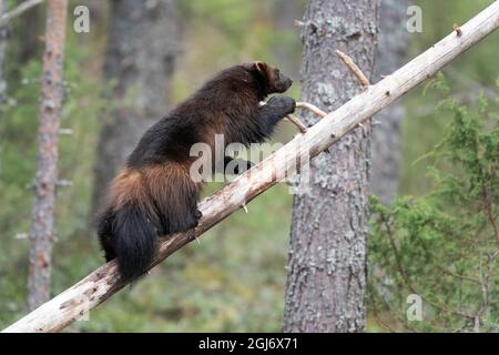 Finnland, Region Nordkarelien, Lieksa, Vielfraß, Gulo gulo. Ein Vielfraß klettert auf einen toten Baum. Stockfoto