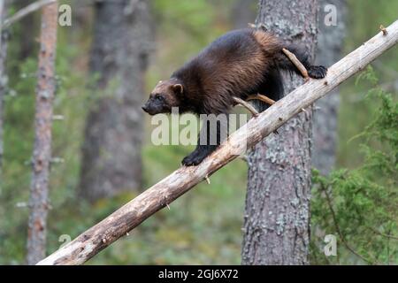 Finnland, Region Nordkarelien, Lieksa, Vielfraß, Gulo gulo. Ein Vielfraß klettert einen toten Baum hinunter. Stockfoto