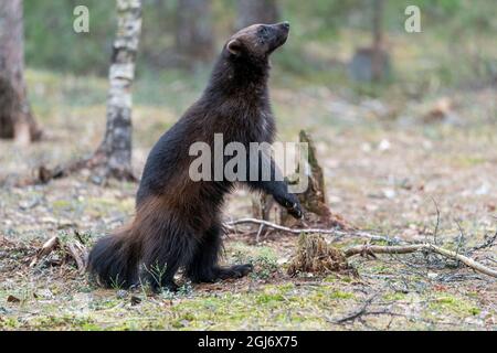 Finnland, Region Nordkarelien, Lieksa, Vielfraß, Gulo gulo. Ein Vielfraß steht auf seinen Hinterbeinen, um die Luft zu schnuppern. Stockfoto