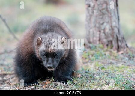 Finnland, Region Nordkarelien, Lieksa, Vielfraß, Gulo gulo. Porträt einer Vielfraß. Stockfoto