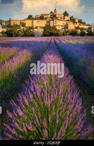 Frankreich, Provence, Banon. Lavendelfeld außerhalb der Stadt. Stockfoto