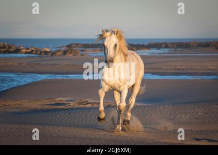 Europa, Frankreich, Provence. Camargue Pferderennen am Strand. Stockfoto