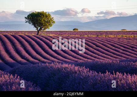 Lavendelfelder auf der Valensole Plain, Provence, Südfrankreich. Stockfoto