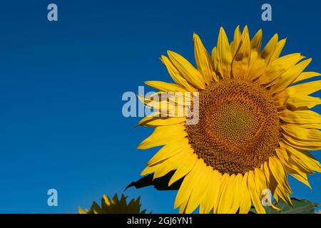 Sonnenblumen blühen in der Nähe von Lavendelfeldern im Sommer in Valensole, Provence, Frankreich. Stockfoto