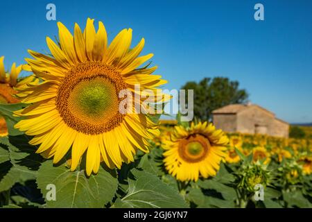 Steinhaus in Sonnenblumen blüht in der Nähe von Lavendelfeldern im Sommer in Valensole, Provence, Frankreich. Stockfoto