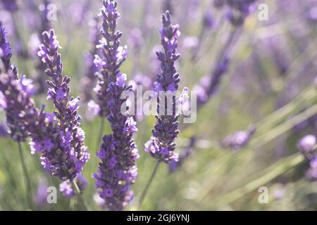 Lavendelfelder auf der Valensole Plain, Provence, Südfrankreich. Stockfoto