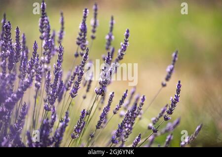 Lavendelfelder auf der Valensole Plain, Provence, Südfrankreich. Stockfoto