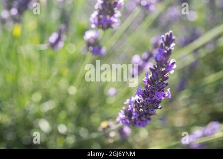 Lavendelfelder auf der Valensole Plain, Provence, Südfrankreich. Stockfoto