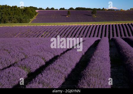 Lavendelfelder auf der Valensole Plain, Provence, Südfrankreich. Stockfoto