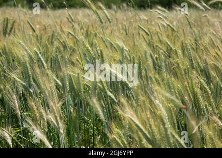 Im Sommer bläst Weizen in den Bergen von Cuchon und Petite Autane mit dem Dorf Les Faix, Champsaur, Französische Alpen. Hautes-Alpes. Stockfoto