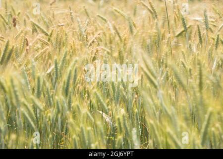 Im Sommer bläst Weizen in den Bergen von Cuchon und Petite Autane mit dem Dorf Les Faix, Champsaur, Französische Alpen. Hautes-Alpes. Stockfoto