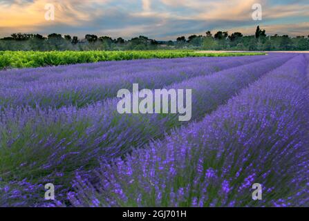 Frankreich, Provence, Salz, Lavendelfeld bei Sonnenaufgang Stockfoto