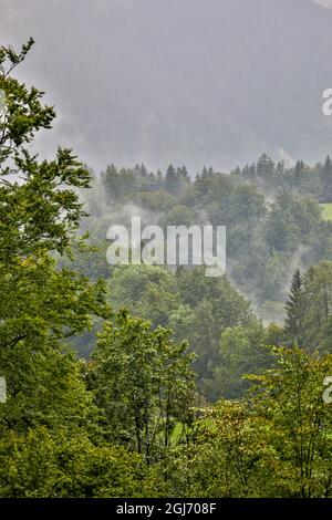 Europa, Deutschland, Bayern, Berchtesgaden, Hillside Forest in Early Morning Fog Stockfoto