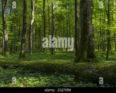 Deadwood, grobe Holzschutt und umgestürzte Bäume im Hainich-Wald in Thüringen, Nationalpark und Teil des UNESCO-Weltkulturerbes. Primeva Stockfoto