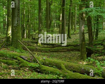 Deadwood, grobe Holzschutt und umgestürzte Bäume im Hainich-Wald in Thüringen, Nationalpark und Teil des UNESCO-Weltkulturerbes. Primeva Stockfoto